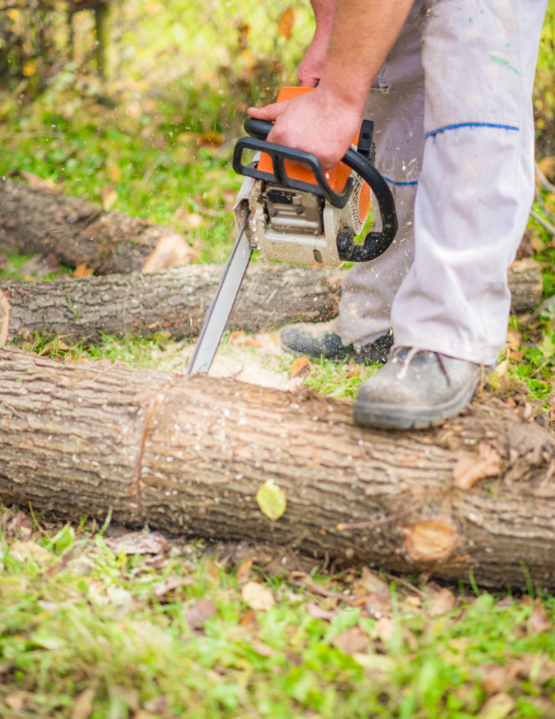 Delaware Tree Cutting/Trimming Services
